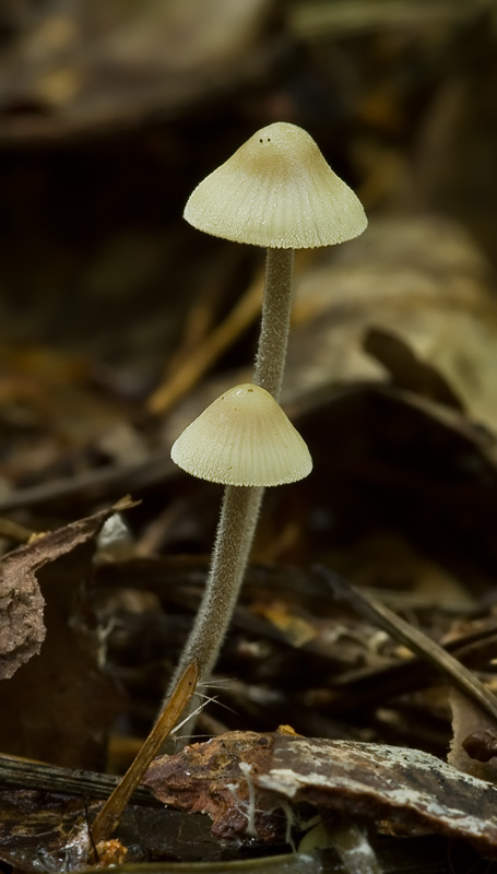 Mycena amicta